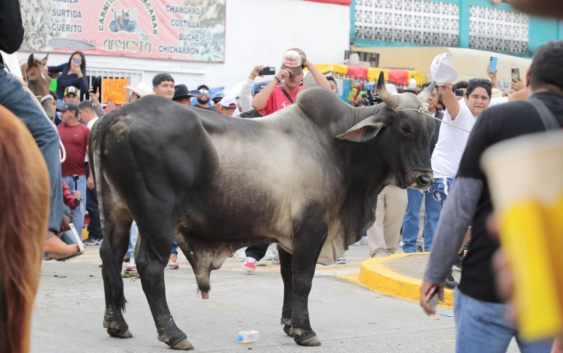 Fiestas de La Candelaria: tradicional día de toros en Tlacotalpan