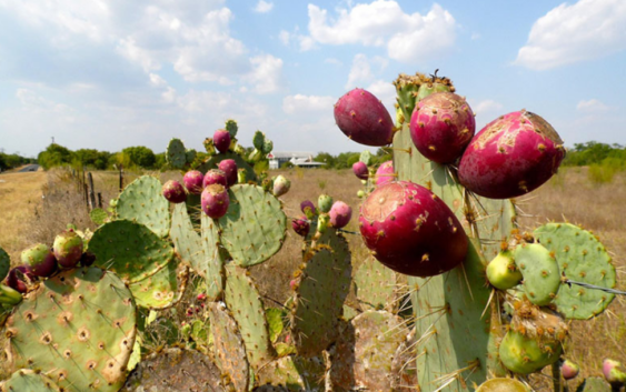 Investigadores mexicanos patentan biofertilizante a partir de residuos de nopal