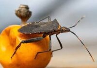 Informa IMSS Veracruz Sur sobre enfermedad de Chagas