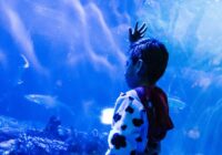 Regresa Campamento Nocturno al Aquarium del Puerto de Veracruz