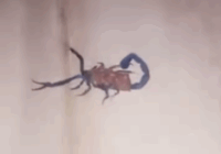 Brotan alacranes en Xalapa debido a la ola de calor