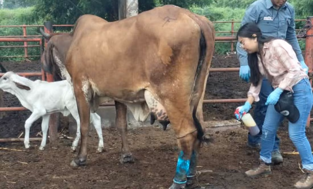 Reabren frontera de EU con México tras avances en lucha contra gusano barrenador; apertura será el próximo 7 de julio