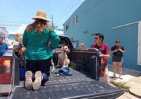 Resguardan a perritos involucrados en caso de maltrato animal