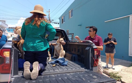 Resguardan a perritos involucrados en caso de maltrato animal