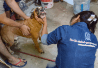 Inspeccionan autoridades caso de maltrato animal en Coatzacoalcos