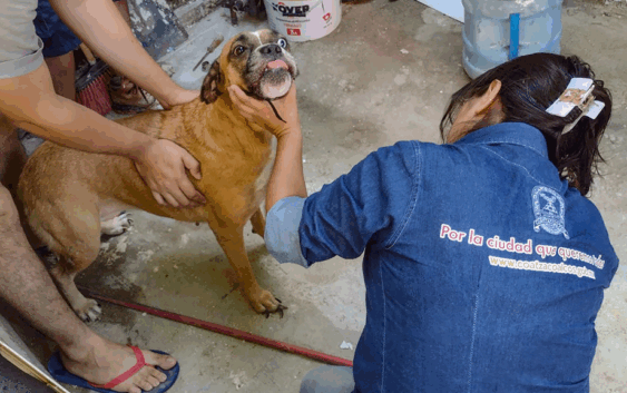 Inspeccionan autoridades caso de maltrato animal en Coatzacoalcos