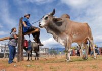 Se extiende la plaga del gusano barrenador en Veracruz, está en 14 municipios Se extiende la plaga del gusano barrenador en Veracruz, está en 14 municipios
