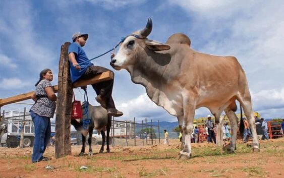 Se extiende la plaga del gusano barrenador en Veracruz, está en 14 municipios