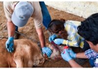 Activan protocolo de emergencia por gusano barrenador en Veracruz Activan protocolo de emergencia por gusano barrenador en Veracruz