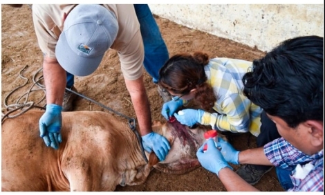 Activan protocolo de emergencia por gusano barrenador en Veracruz