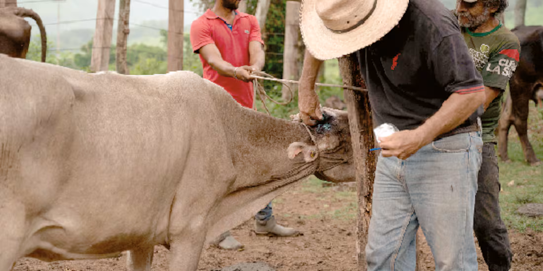 Van 27 casos de gusano barrenador en humanos Van 27 casos de gusano barrenador en humanos