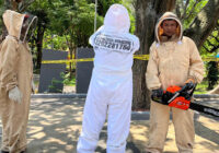 CAZARÍN Y SU DESMADRE CON LAS ABEJITAS CHIQUITITAS!