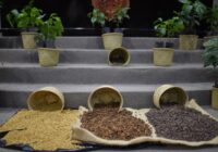 Crea Congreso Comisión Especial que atenderá la cafeticultura