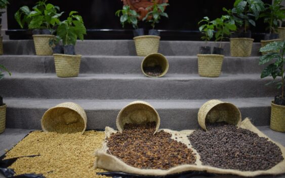 Crea Congreso Comisión Especial que atenderá la cafeticultura