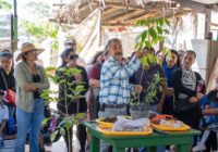 Ayuntamiento de Cosoleacaque te invita a adoptar un árbol.