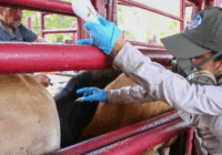 Avanza el gusano barrenador