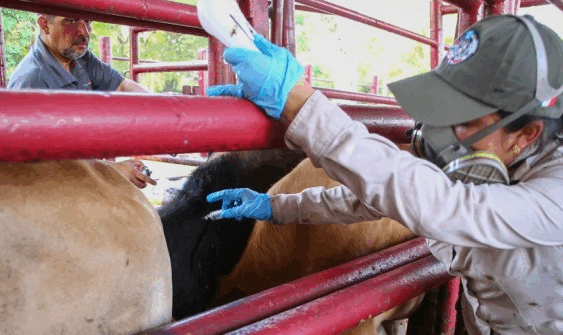 Avanza el gusano barrenador