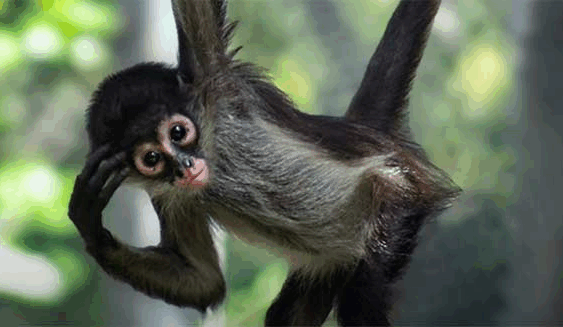 Productora de RTV, censurada ydespedida por documental sobre selvamexicana