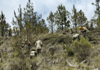 Ejército reforesta Parque Nacional Pico de Orizaba en Veracruz
