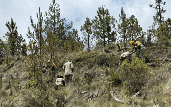 Ejército reforesta Parque Nacional Pico de Orizaba en Veracruz