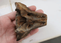 Retomaron los estudios sobre los restos fósiles hallados hace cinco décadas en Chaco e identificaron nuevos mamíferos