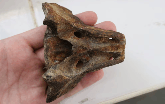 Retomaron los estudios sobre los restos fósiles hallados hace cinco décadas en Chaco e identificaron nuevos mamíferos