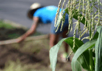 Gobierno liquida a INCA Rural; trabajadores quieren empleo, no liquidación