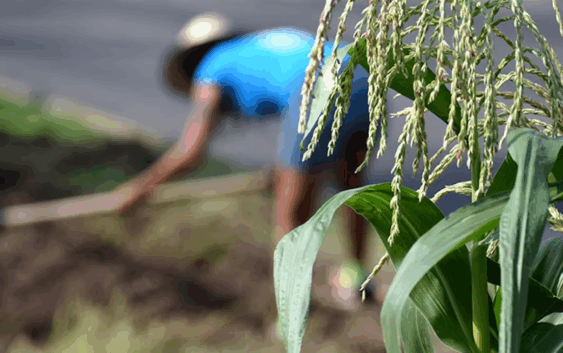 Gobierno liquida a INCA Rural; trabajadores quieren empleo, no liquidación