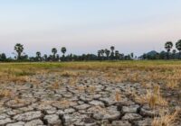 Veracruz: al borde del colapso agropecuario y el mito de la soberanía alimentaria