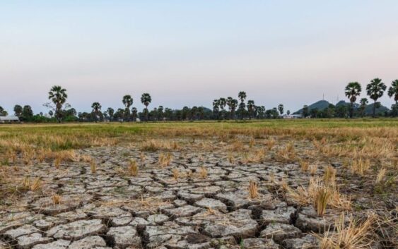 Veracruz: al borde del colapso agropecuario y el mito de la soberanía alimentaria