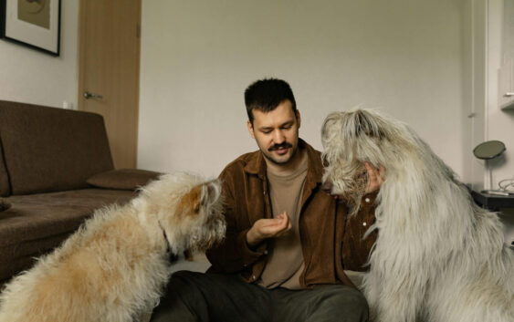 ¿Sabías por qué celebramos el Día Mundial del Perro?