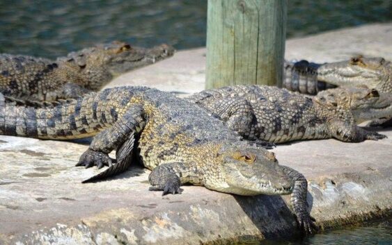 No solo en el Zoológico Miguel Ángel de Quevedo se robaron un Cocodrilo, hay un hurto mayor