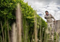 Departamento de Ornatos mantiene trabajos de chapeo, poda y limpieza de espacios públicos de Cosoleacaque.