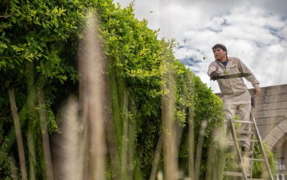 Departamento de Ornatos mantiene trabajos de chapeo, poda y limpieza de espacios públicos de Cosoleacaque.