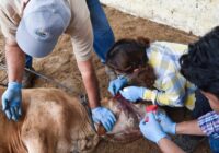 Detectan nuevo caso de gusano barrenador en Veracruz, 90 en total Detectan nuevo caso de gusano barrenador en Veracruz, 90 en total