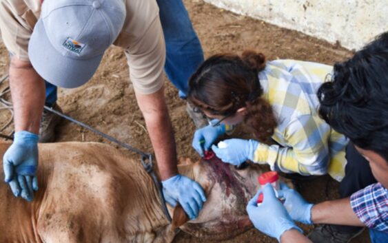 Detectan nuevo caso de gusano barrenador en Veracruz, 90 en total