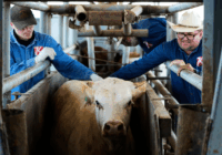 Sequía, gusano barrenador y EU dejan ‘en los huesos’ a ganaderos: Ahora dependen de boutiques de carnes