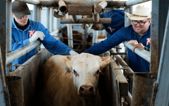 Sequía, gusano barrenador y EU dejan ‘en los huesos’ a ganaderos: Ahora dependen de boutiques de carnes