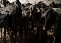 Suman más de 3 mil casos de gusano barrenador en México