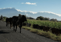 Aretado de ganado, obligatorio desde el 2017 en México, alertan por robo de 10 mil aretes