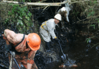Por derrame en Pemex hay mortandad de ganado en el sur de Veracruz