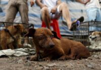 Xalapa, el primer municipio de Veracruz en multar el maltrato animal Xalapa, el primer municipio de Veracruz en multar el maltrato animal