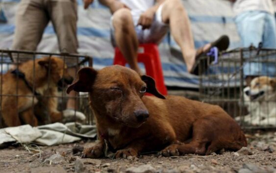 Xalapa, el primer municipio de Veracruz en multar el maltrato animal