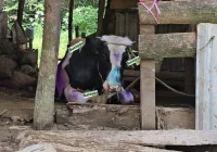 Confirman Primer Caso de Gusano Barrenador en Altas Montañas