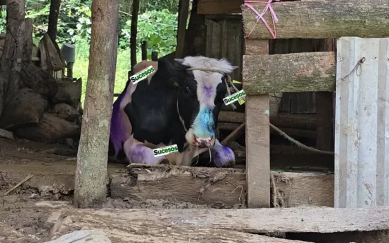 Confirman Primer Caso de Gusano Barrenador en Altas Montañas