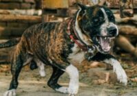 CDMX: Pitbull arranca brazo a mujer de 73 años; arrestan a la dueña