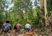 Abusivo sujeto tumba árboles a discreción