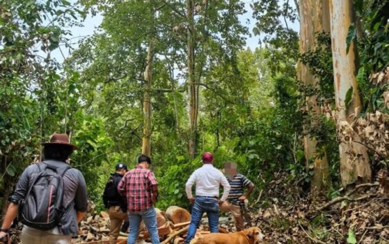 Abusivo sujeto tumba árboles a discreción