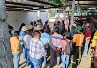 Atiende el Gobierno del Estado de Veracruz demanda de los productores ganaderos de Chiapas y Tabasco.