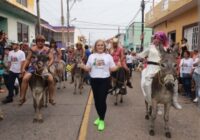 Alvarado se prepara para el tradicional “Encierro de burros”